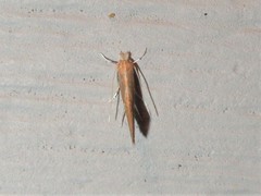 Phyllonorycter basistrigella