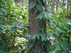 Piper dravidii