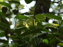 Piper dravidii