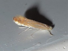 Phyllonorycter basistrigella