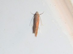 Phyllonorycter basistrigella