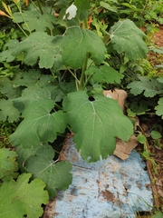 Macleaya cordata