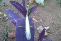 Stagmatoptera septentrionalis