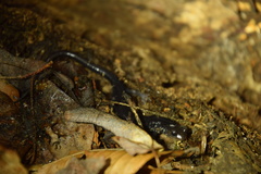 Plethodon shermani