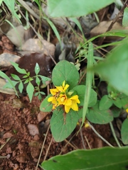 Lysimachia congestiflora