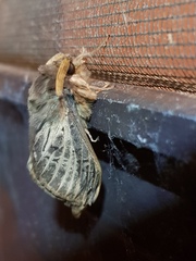Oxycanus antipoda