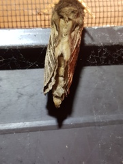 Oxycanus antipoda