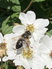 Eristalis tenax