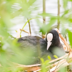 Fulica atra