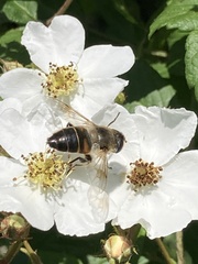 Eristalis tenax