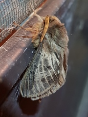 Oxycanus antipoda