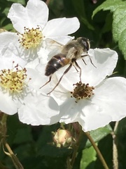 Eristalis tenax