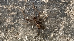 Gryllomorpha