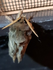 Oxycanus antipoda