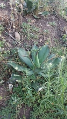 Agave cupreata