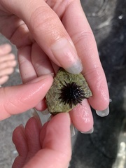 Echinometra lucunter