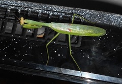 Stagmatoptera septentrionalis