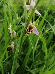Ophrys apifera curviflora
