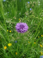 Centaurea cyanus
