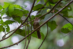 Alophoixus ochraceus
