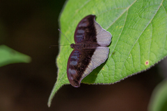 Tanaecia cocytus
