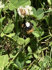 Bombus pascuorum