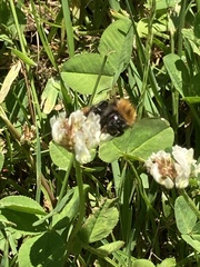 Bombus pascuorum
