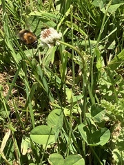 Bombus pascuorum