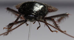 Periplaneta fuliginosa