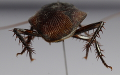 Periplaneta fuliginosa
