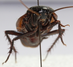 Periplaneta fuliginosa