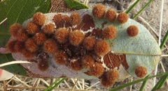 Lopesia parinarii
