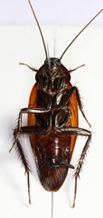 Periplaneta fuliginosa