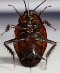 Periplaneta fuliginosa