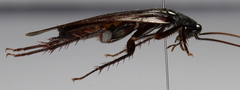 Periplaneta fuliginosa