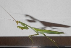 Stagmatoptera septentrionalis