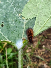 Spilosomina