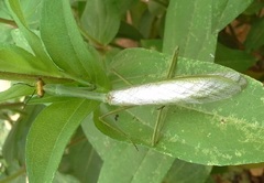 Stagmatoptera septentrionalis