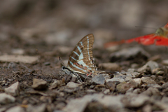 Graphium aristeus hermocrates