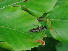 Tenthredo mesomela