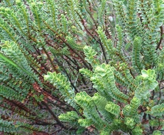 Veronica masoniae
