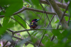 Eurylaimus javanicus