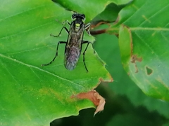 Tenthredo mesomela