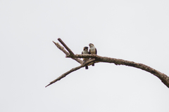 Microhierax fringillarius