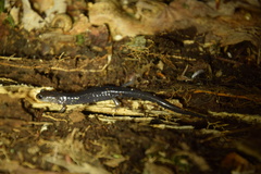 Plethodon shermani