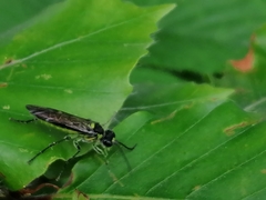 Tenthredo mesomela