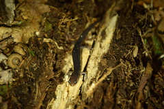 Plethodon shermani