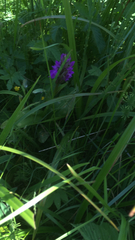 Dactylorhiza incarnata