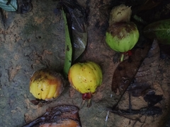 Garcinia gummi-gutta