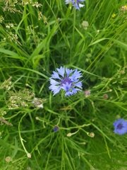 Centaurea cyanus